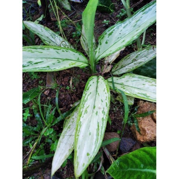 Promo Aglonema chinese evergreen - sri rejeki pembawa hoki  Sindang.Id