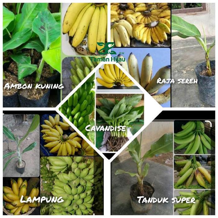 Paket Hemat 5 Jenis Bibit pisang-Pisang Cavandise/Ambon kuning/Raja sereh/Tanduk super/Lampung