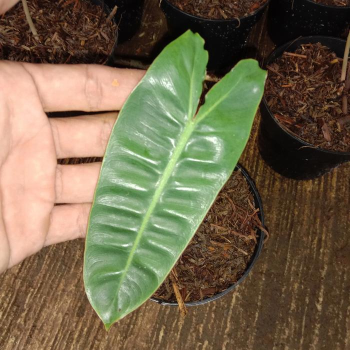 Tanaman Hias Philodendron Kabel Busi Batang Orange Ori - Kabel Busi