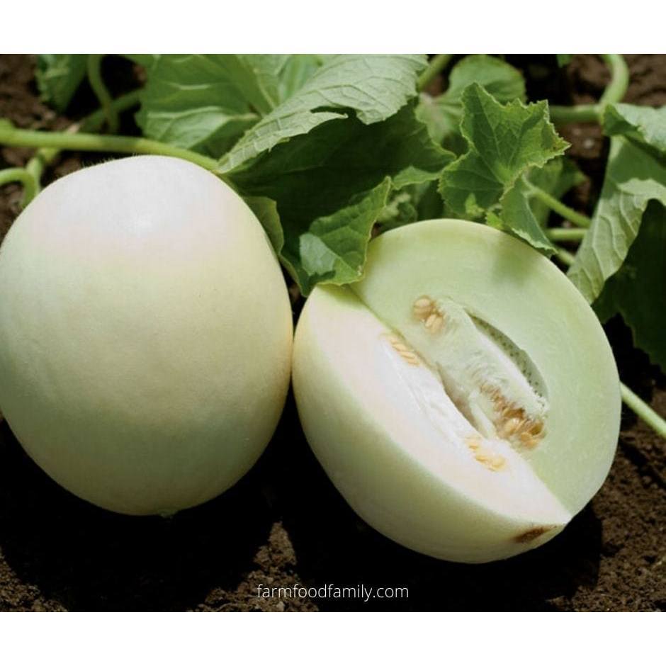 10 benih biji MELON HIBRIDA HONEY GLOBE