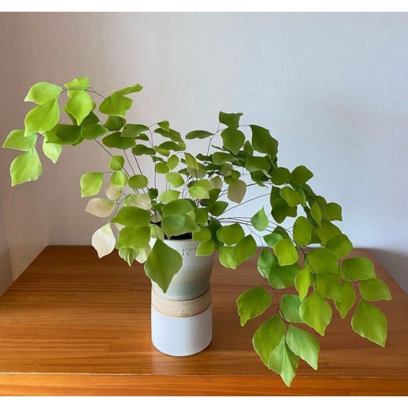 Tanaman Suplir Kupu-kupu - Tanaman Hias Adiantum Peruvianum - Suplir - Tanaman Hidup