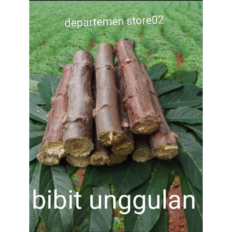 10 BATANG BIBIT SINGKONG MANGGU F 1 KUSLITAS SUPER