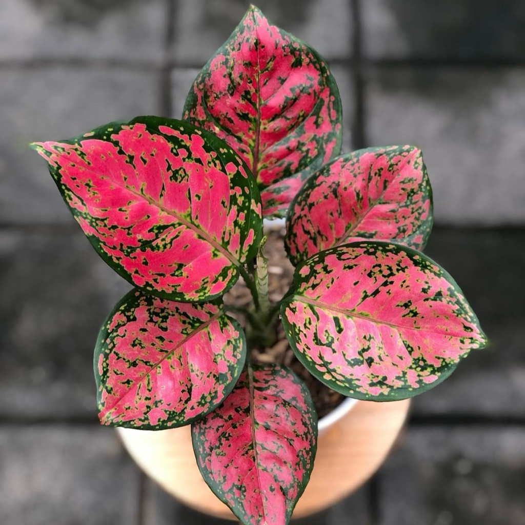 Aglonema Dud Anjamani - Bibit Dud Anjamani - Tanaman Aglonema Dud Anjamani - Tanaman Ukuran Remaja D