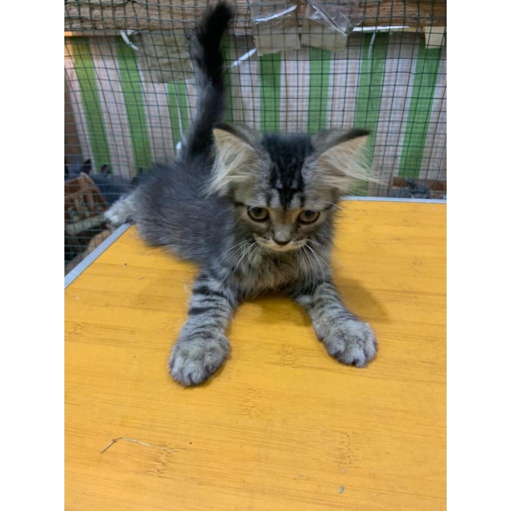 Kucing Persia Medium Usia 2Bulan