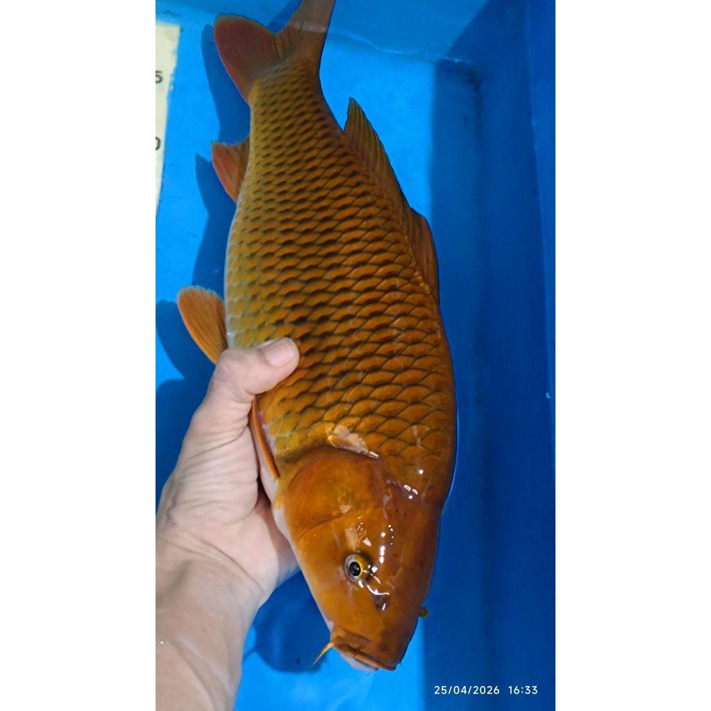 Promo ikan koi blitar chagoi cagoi tembaga ready kohaku sanke showa dll Terlaris