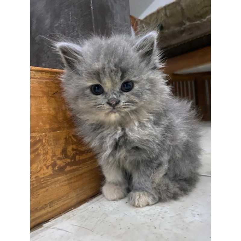 Kucing Persia Himalaya Ragdoll