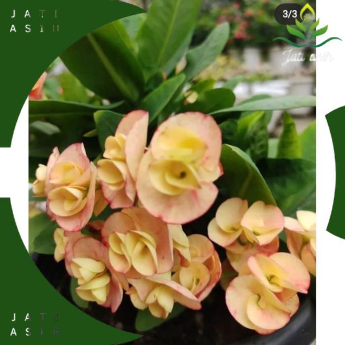 TANAMAN HIAS EUPHORBIA//EUPHORBIA YELLOW PINK - BUNGA HIAS EPORBIA - BUNGA HIAS HIDUP