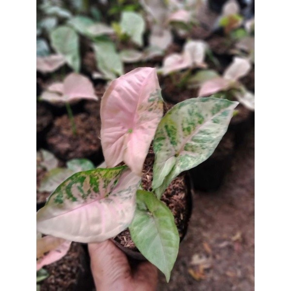 Tanaman Syngonium Pink Flacked - Tanaman Hias Syngonium Pink Flacked