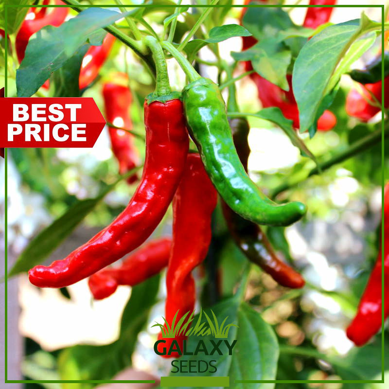 Kirim dalam 24 jam Chinese Red Chili Pepper unggul benih sayur sayuran (50 biji) for Planting Herbal