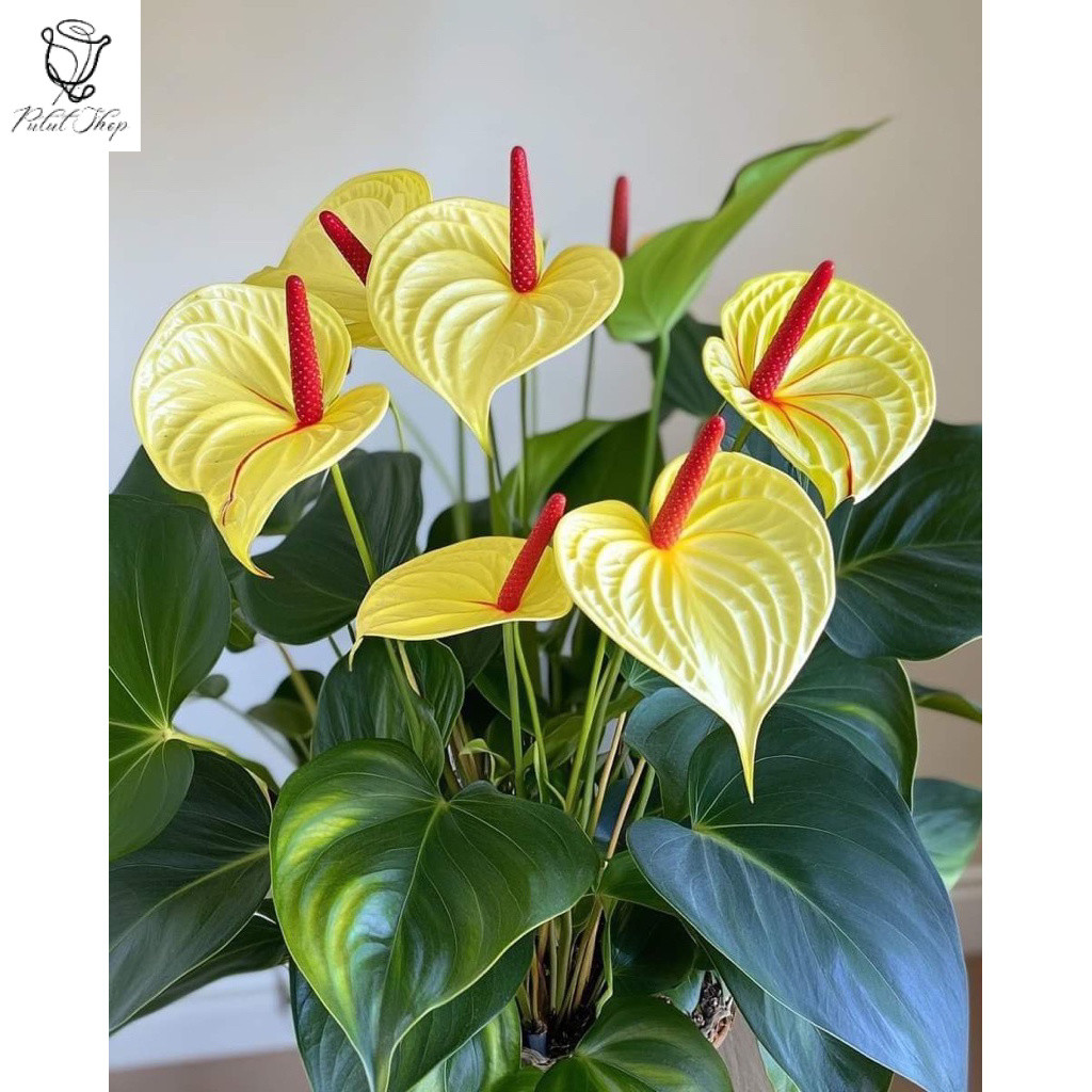 TANAMAN HIAS ANTHURIUM MICKEY MOUSE BUNGA KUNING