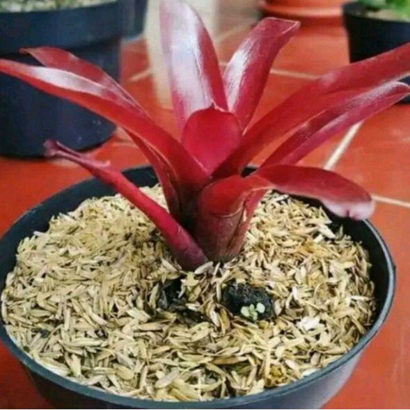 Tanaman hias Bromelia Merah-Bromelia Mini merah