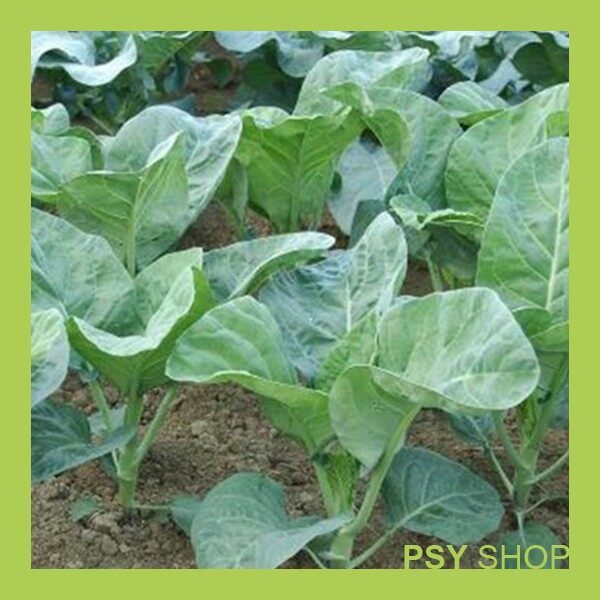 Seeds 100+ Biji / Kailan / Chinese Kale