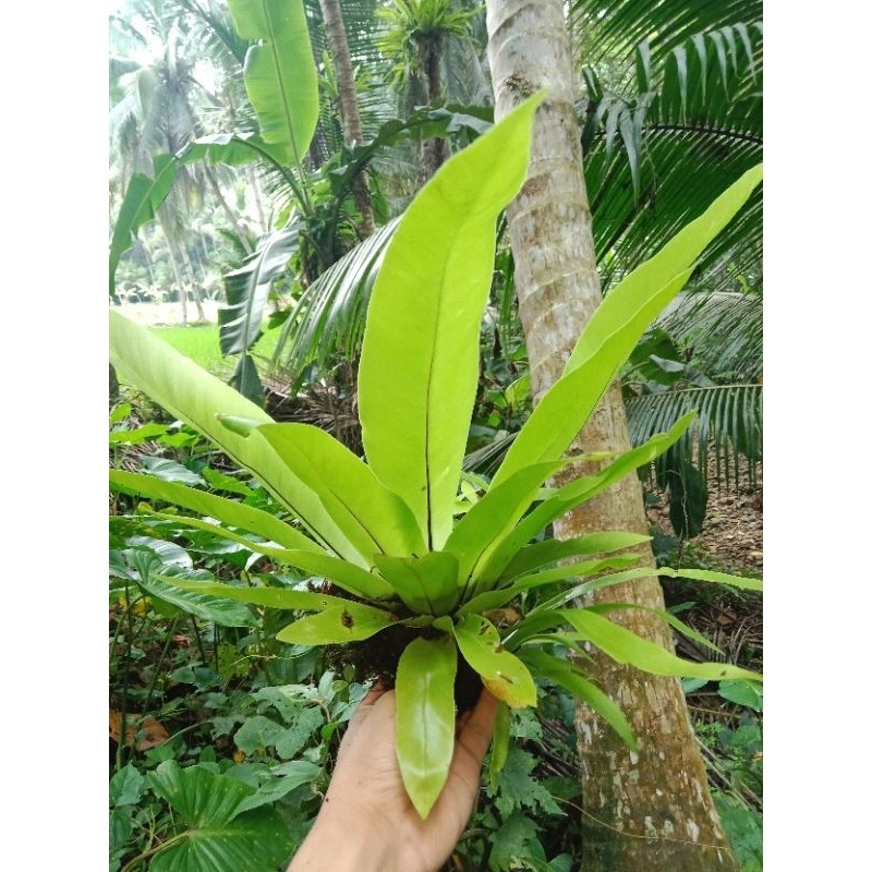 kadaka hutan/kadaka pohon/kadaka super