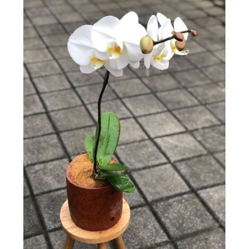 Tanaman Anggrek Bulan - Tanaman Hias Anggrek Bulan - Anggrek Bunga Putih