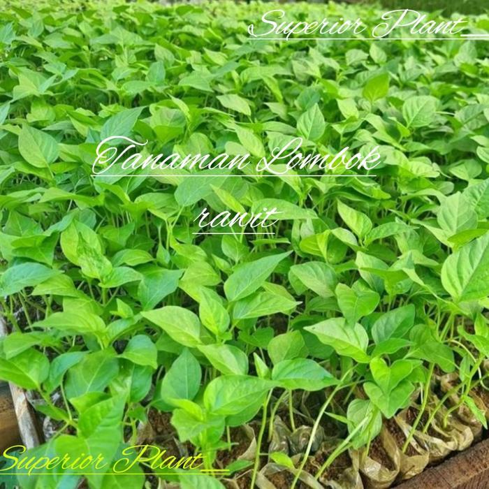 BIBIT LOMBOK RAWIT TANAMAN CABE
