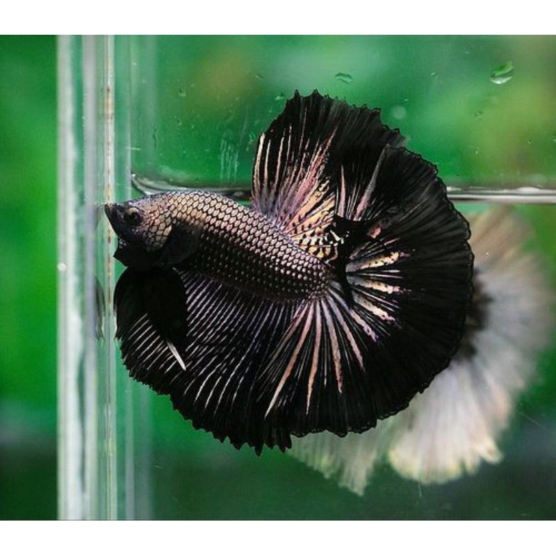 Halfmoon Samurai Red/Black Ikan Cupang Size M