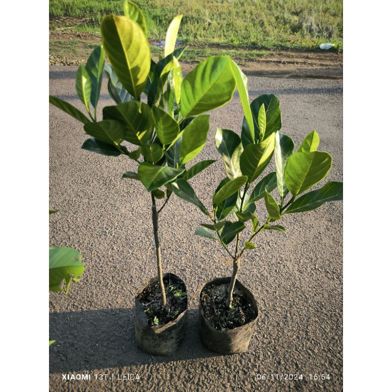 bibit nangka mini madu