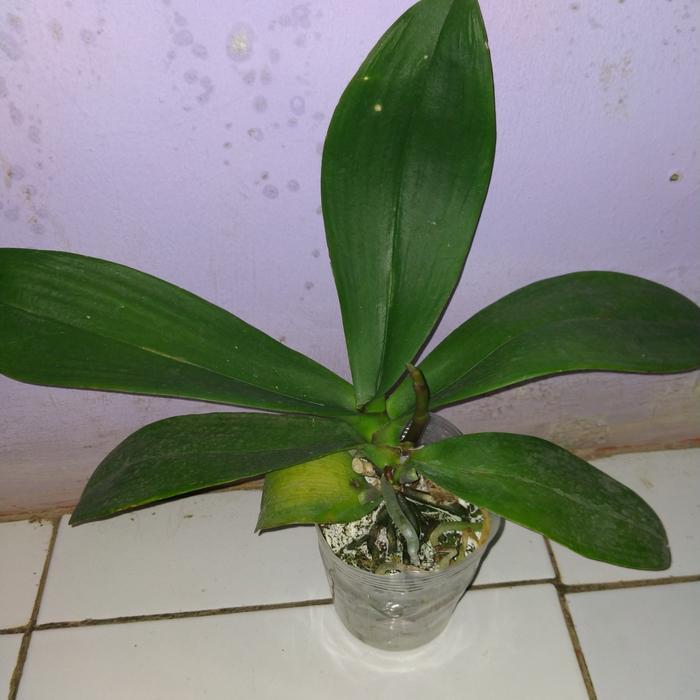 Tanaman hias anggrek bulan knop jumbo | anggrek bulan spike