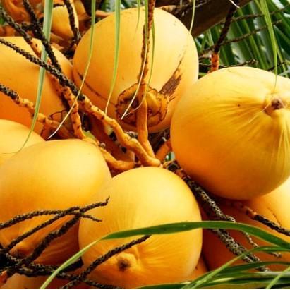Buah kelapa Gading/kelapa kuning tua&muda segar - muda