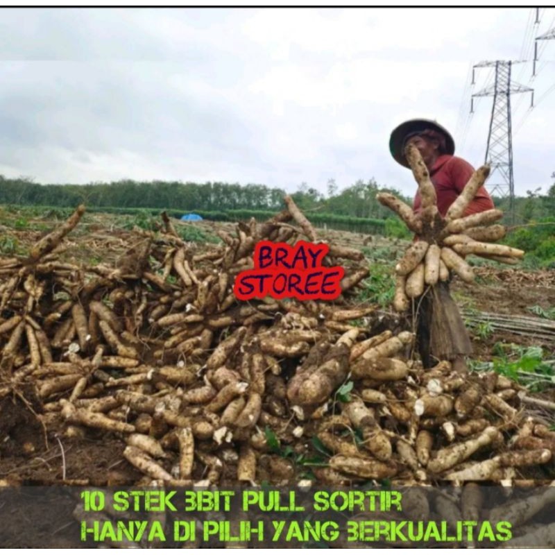 10 Stek Bibit Pohon Singkong THAILAND Kualitas Unggulan Panjang/Batang 15.Cm