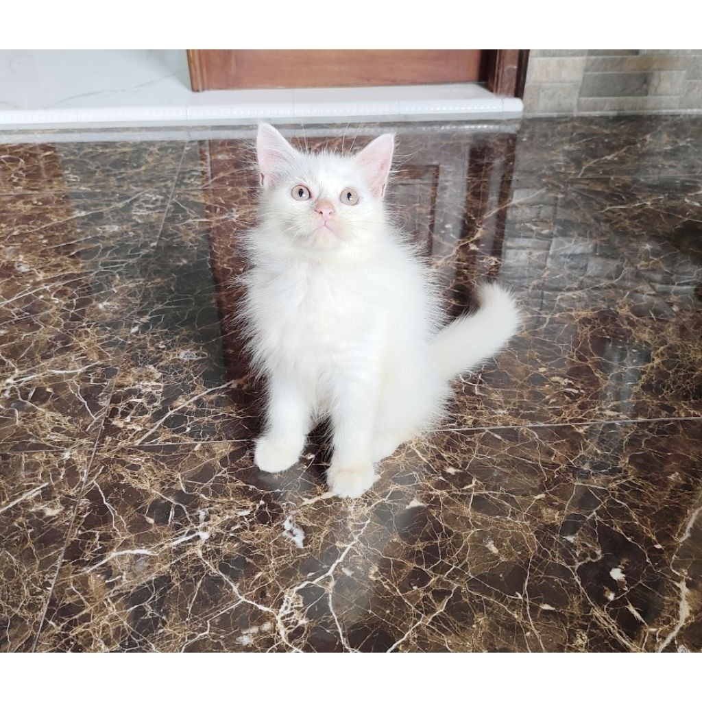 Kucing Persia Norwegian White Solid