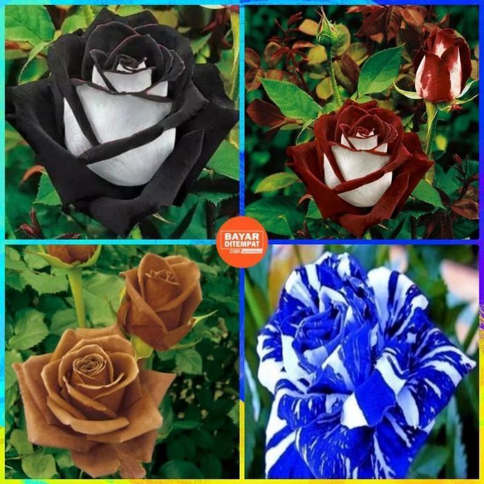PROMOPAKET 4 MAWAR HIDUP IMPOR//TANAMAN HIAS MAWAR IMPOR - BUNGA HIAS MAWAR - TANAMAN HIAS BUNGA - B