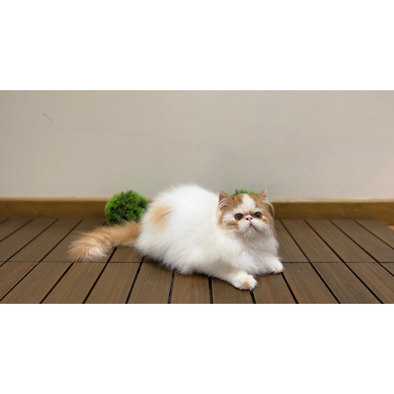 kucing peaknose jantan