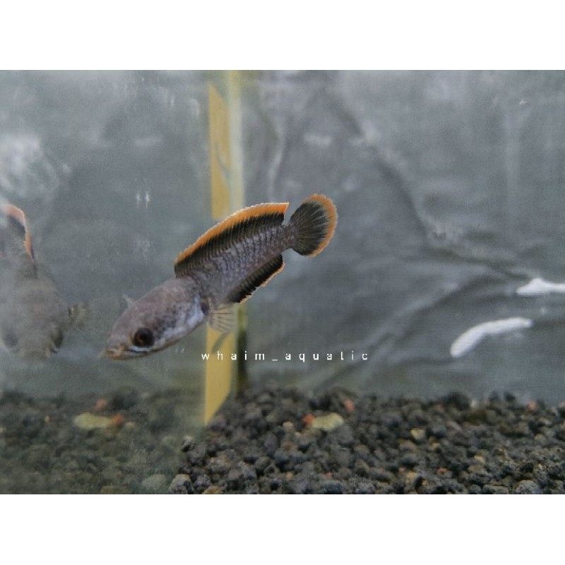 Limbata CB Gread A Progres 5-6 & 7-8cm free stiker