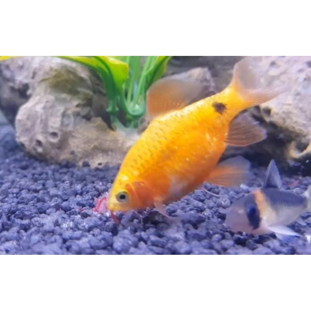 (ikan Barbir) ikan hias aquarium aquascap air tawar prekor