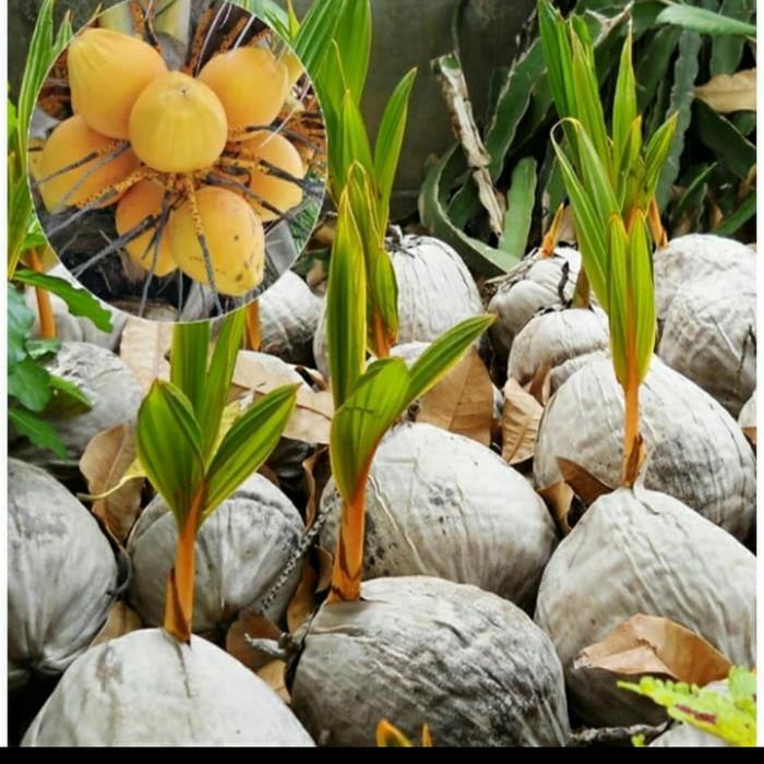 BIBIT KELAPA GADING ORANGE ASLI/ KELAPA GADING OREN ORI BERKUALITAS