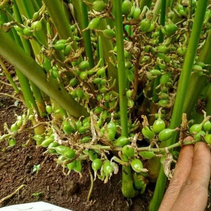 bibit kapulaga india asli