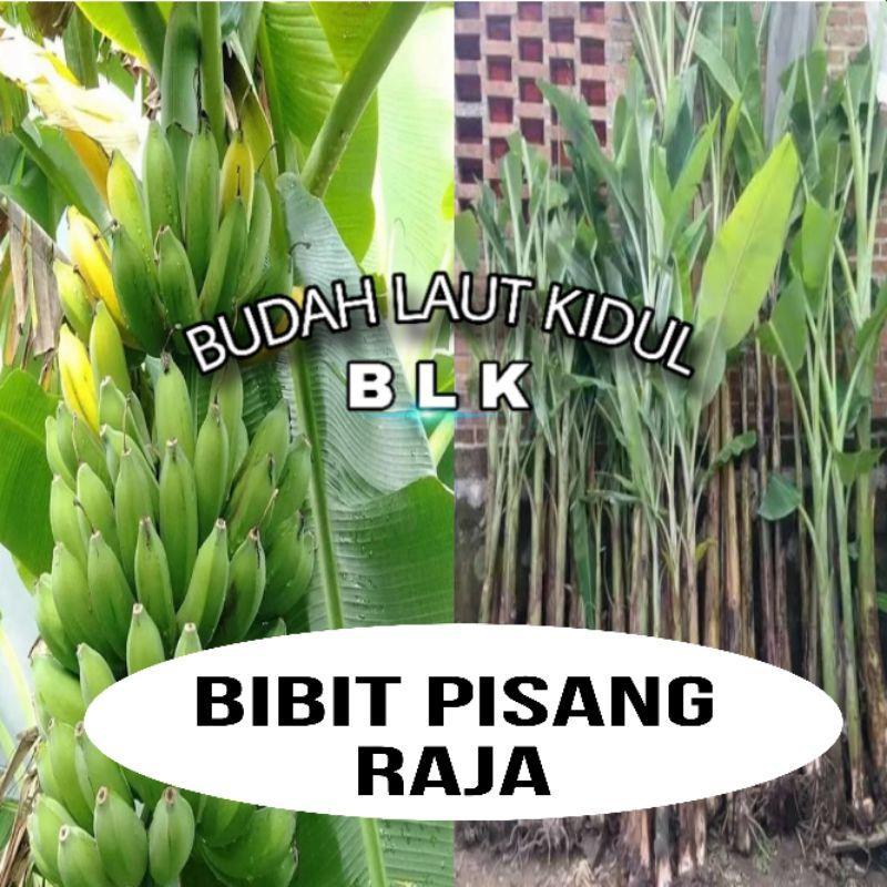 Bibit pisang raja | bibit pisang raja | perbongol