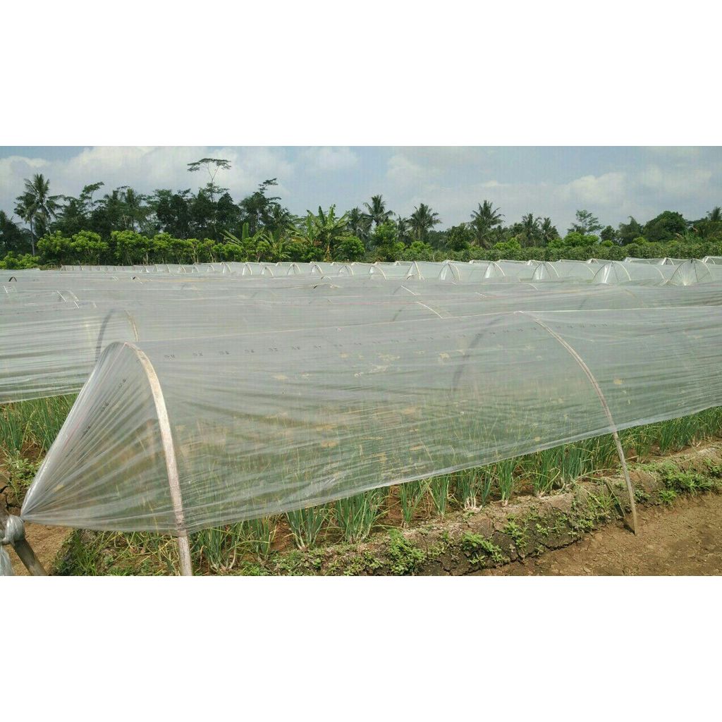 Plastik UV Sungkup Jempol Lebar 3 Meter  Panjang 100 Meter