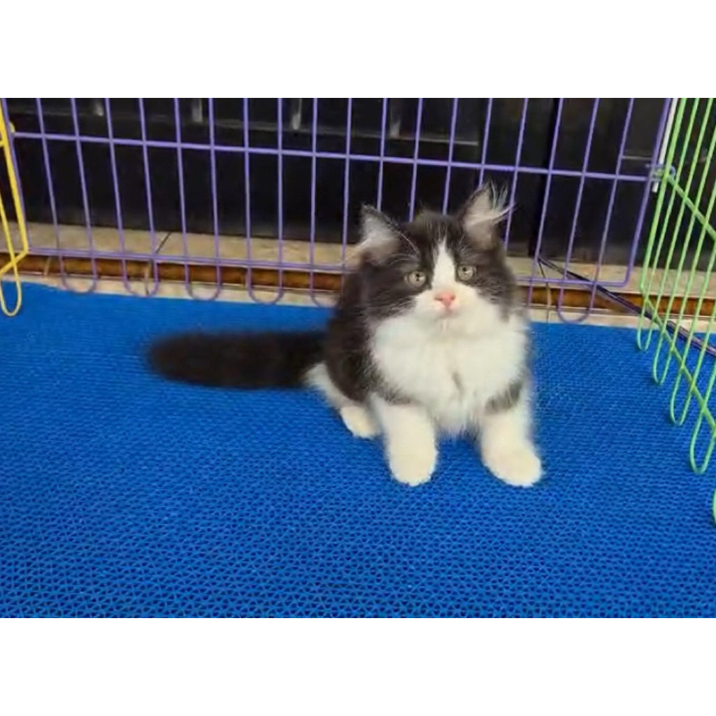 Persia Longhair Kitten Anak Kucing