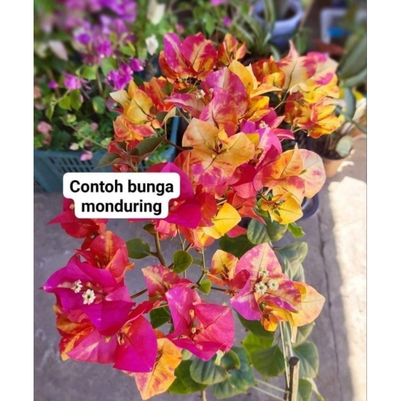 Citra Monduring Original Bugenvil Cimon Bunga