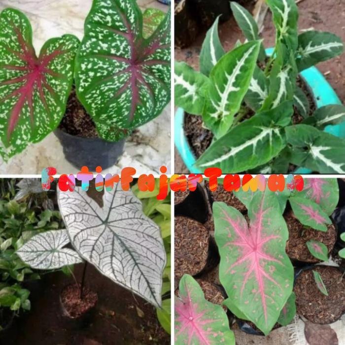 For sale4 paket tanaman keladi hias // Paket 4 Tanaman hias keladibisa (cod)
