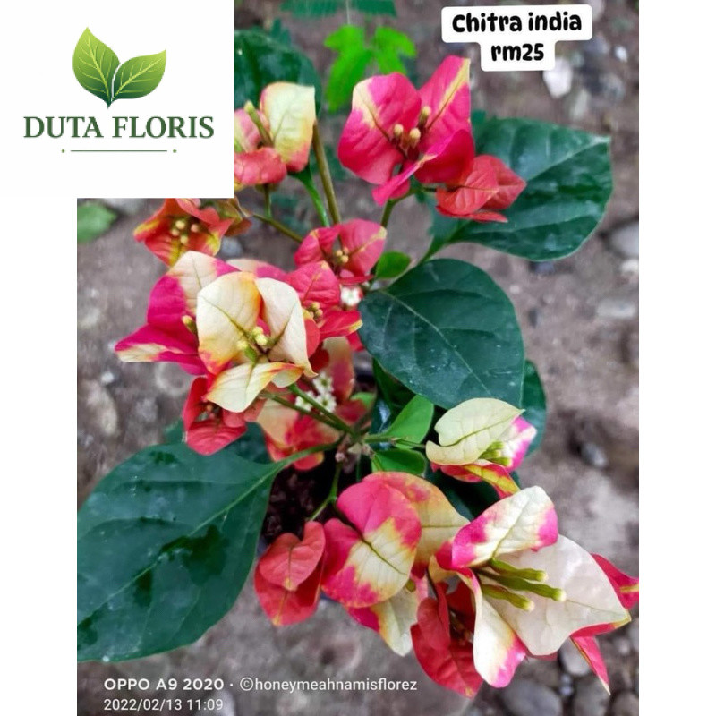 NEW Bugenvil Citra india Original
