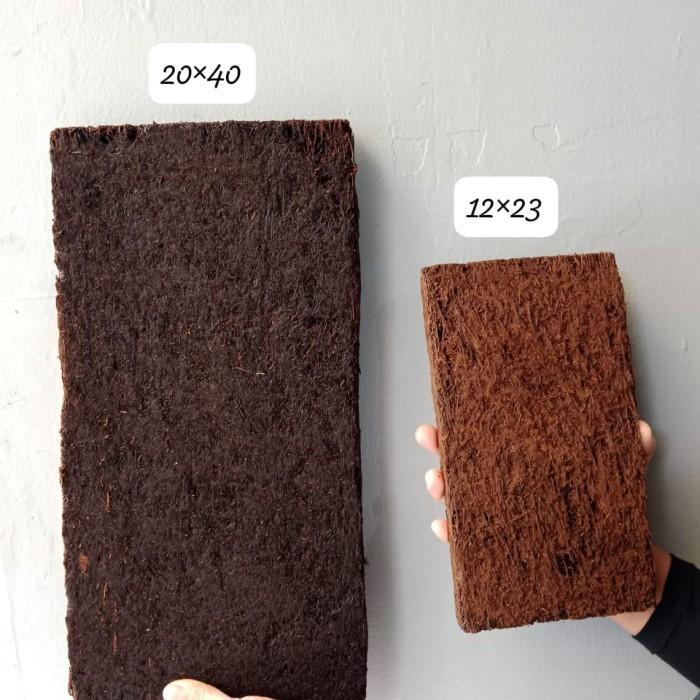 COD_ pakis papan besar, media tanam anggrek, pakis papan jumbo, kw1 (PANGPUNG ALAM)