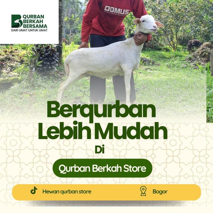 12.12 SALE Pusat Hewan Qurban domba Jantan Bobot Timbang Real  Per KG Tersedia bobot 20kg-50kg  Bisa