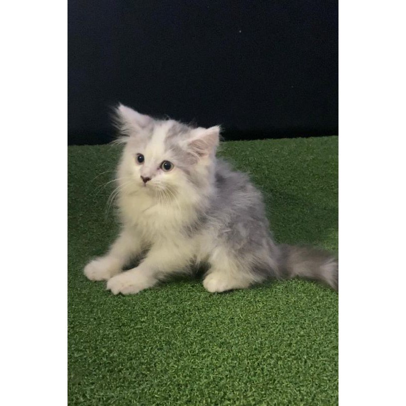 KUCING KITTEN NORWEGIAN LONGHAIR