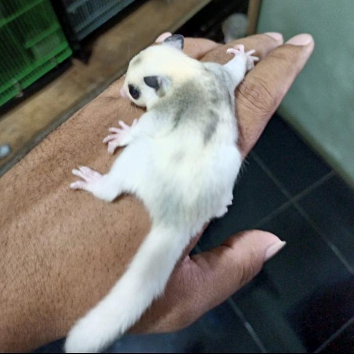 Ready sugar glider platmoz joey