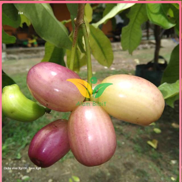 Terlaris BIBIT JUWET PUTIH TANPA BIJI (COCOK DI TANAM POT) BISA COD/BAYAR DITEMPAT