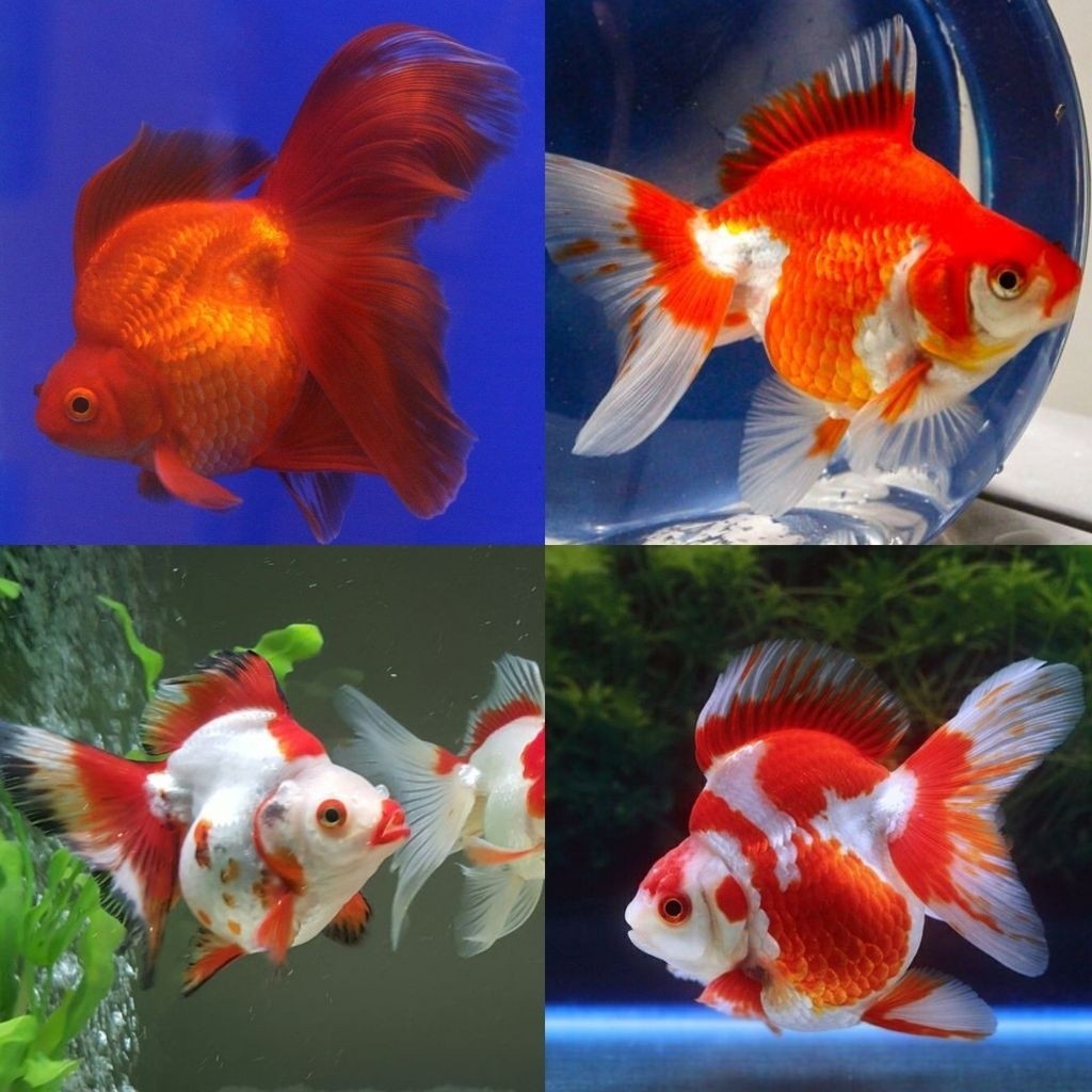 ikan Hias Koki Ryukin 8-10 cm Red White Koki Tosa Merah  Ryukin Goldfish Size L Hiasan Aquarium riuk