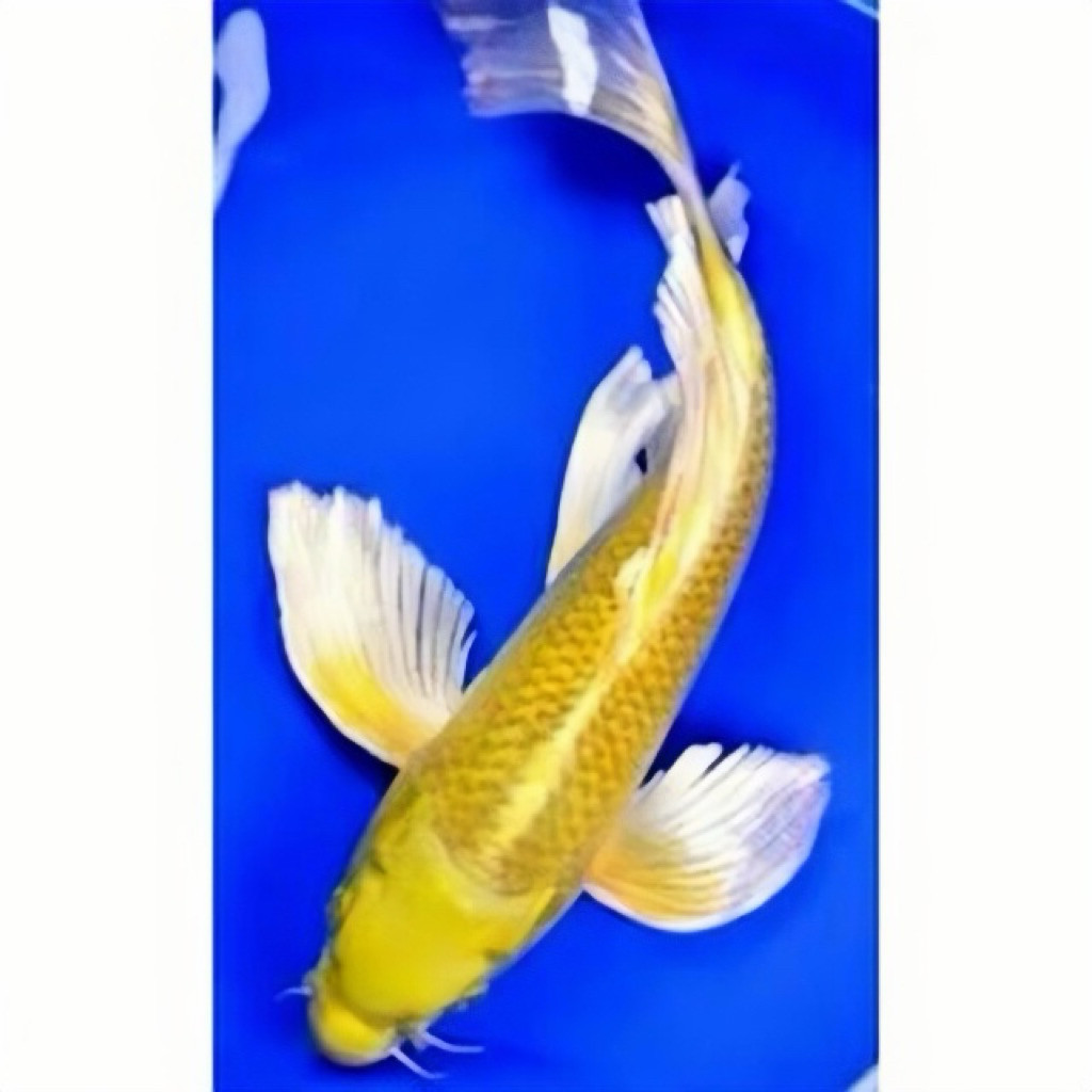 PAJANGAN AQUARIUM - Koi Yamabuki Slayer size 14-17cm - Koi Kuning Slayer