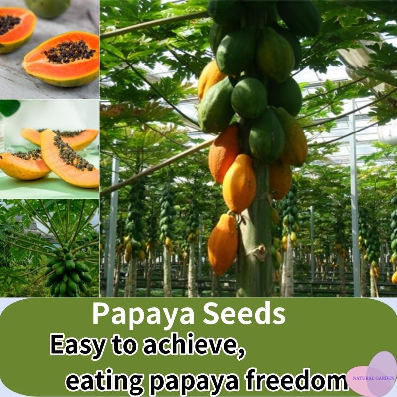 30butir biji Easy to grow - Papaya benih buah buahan High Yield  Fruit Seeds for Planting Seeds for 
