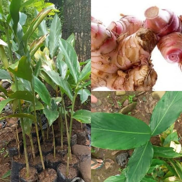 Bibit Tanaman Lengkuas Bibit Lengkuas Bibit Laos Merah