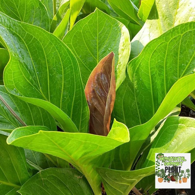 Antorium Jemani Kobra Anakan Akar Rimbun