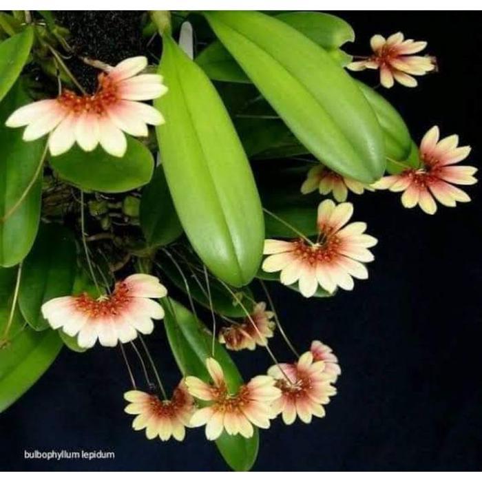 anggrek spesies bulbophyllum lepidum