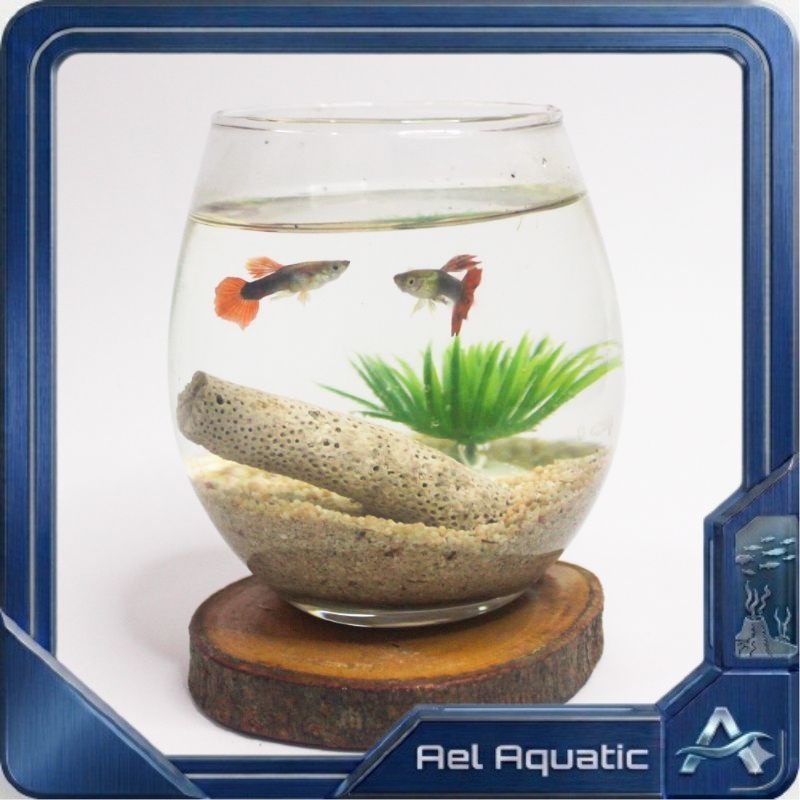 Ael Tech - WADAH IKAN CUPANG VAS KACA TEBAL BULAT (1 PAKET) | Aquarium Mini Aesthetic TUSKANI | Temp