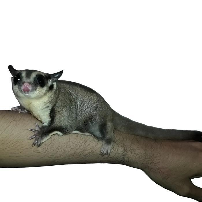 Ready Sugar Glider Indukan unsex
